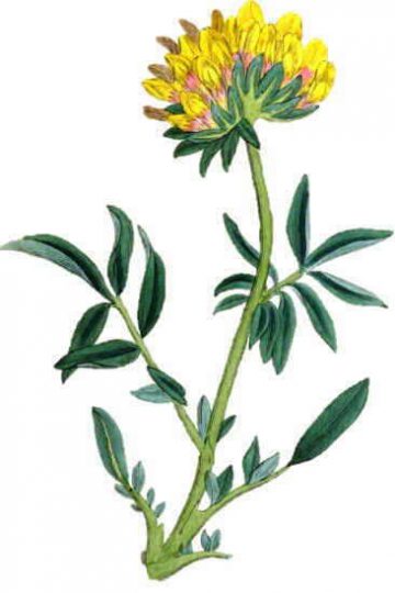 vulneraria