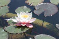 WATER LILY