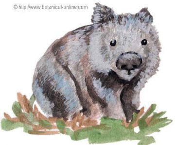 dibujo de wombat