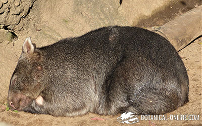 Wombat