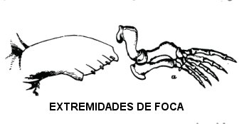 xtremitats-foca