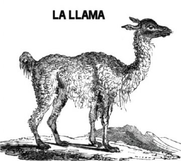 llama