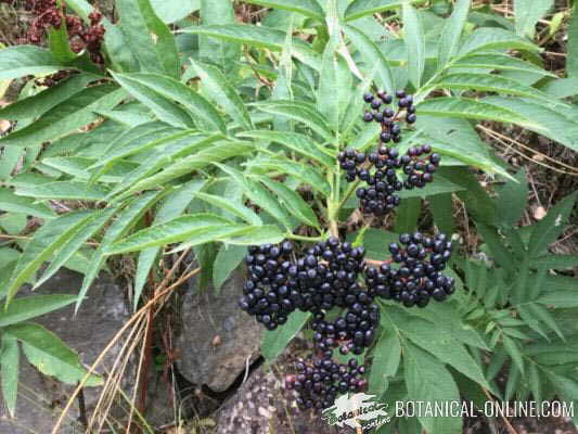 foto planta yezgo con frutos 