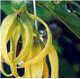 aceite esencial de Ylang-Yang