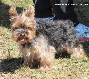  Yorkshire Terrier