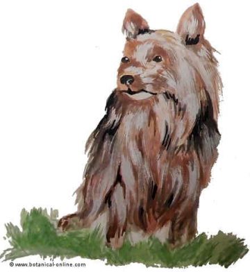  Yorkshire Terrier