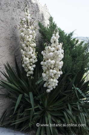 Yucca