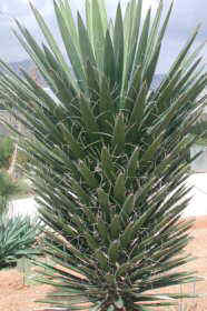 yucca australis