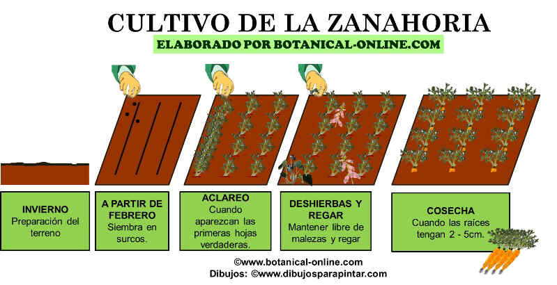 Cultivo de la zanahoria