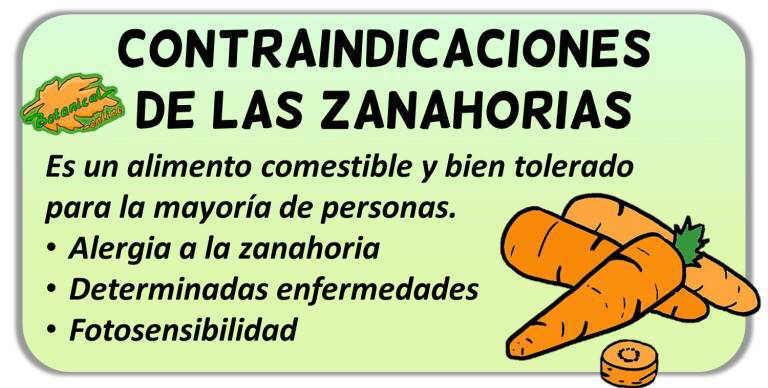 contraindicaciones de la zanahoria