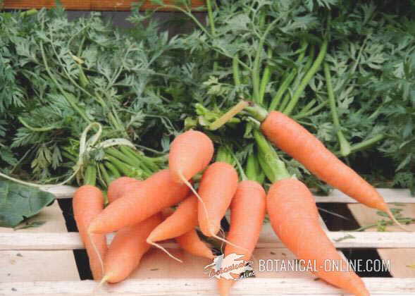 zanahorias con hojas mercado