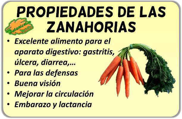 Propiedades de las zanahorias