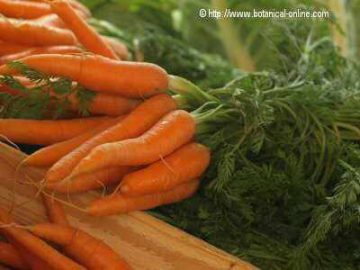 zanahorias mercado