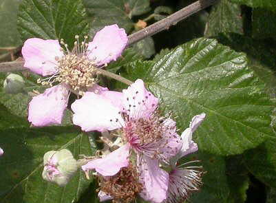 flores de zarzamora