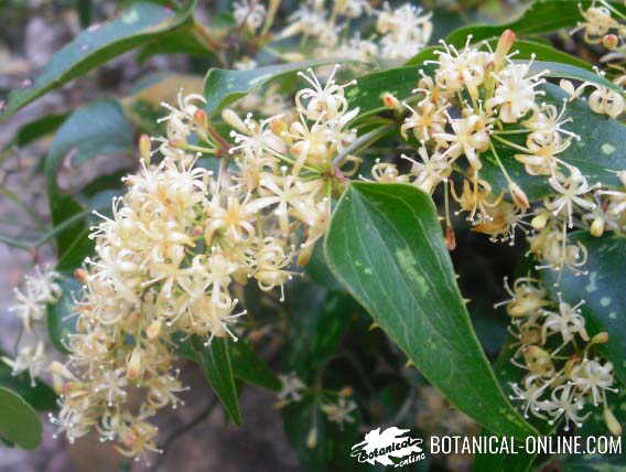 zarzaparrilla flores blancas