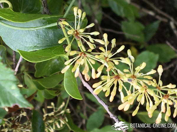 zarzaparrilla frutos rojos