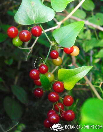 zarzaparrilla con frutos