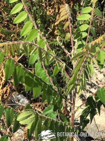 zumaque planta especia hojas frutos